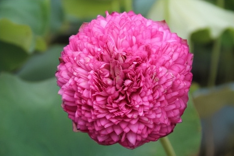 最珍稀的荷花图片,最美的名贵荷花品种排名