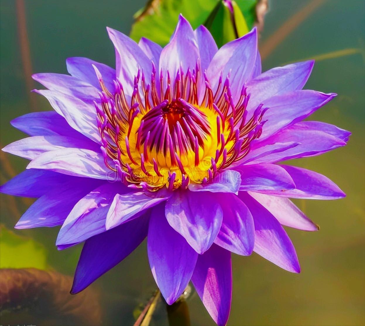 一花一惊艳，爱在夏花中，荷花别样红，莲叶无穷碧，弄花香满衣