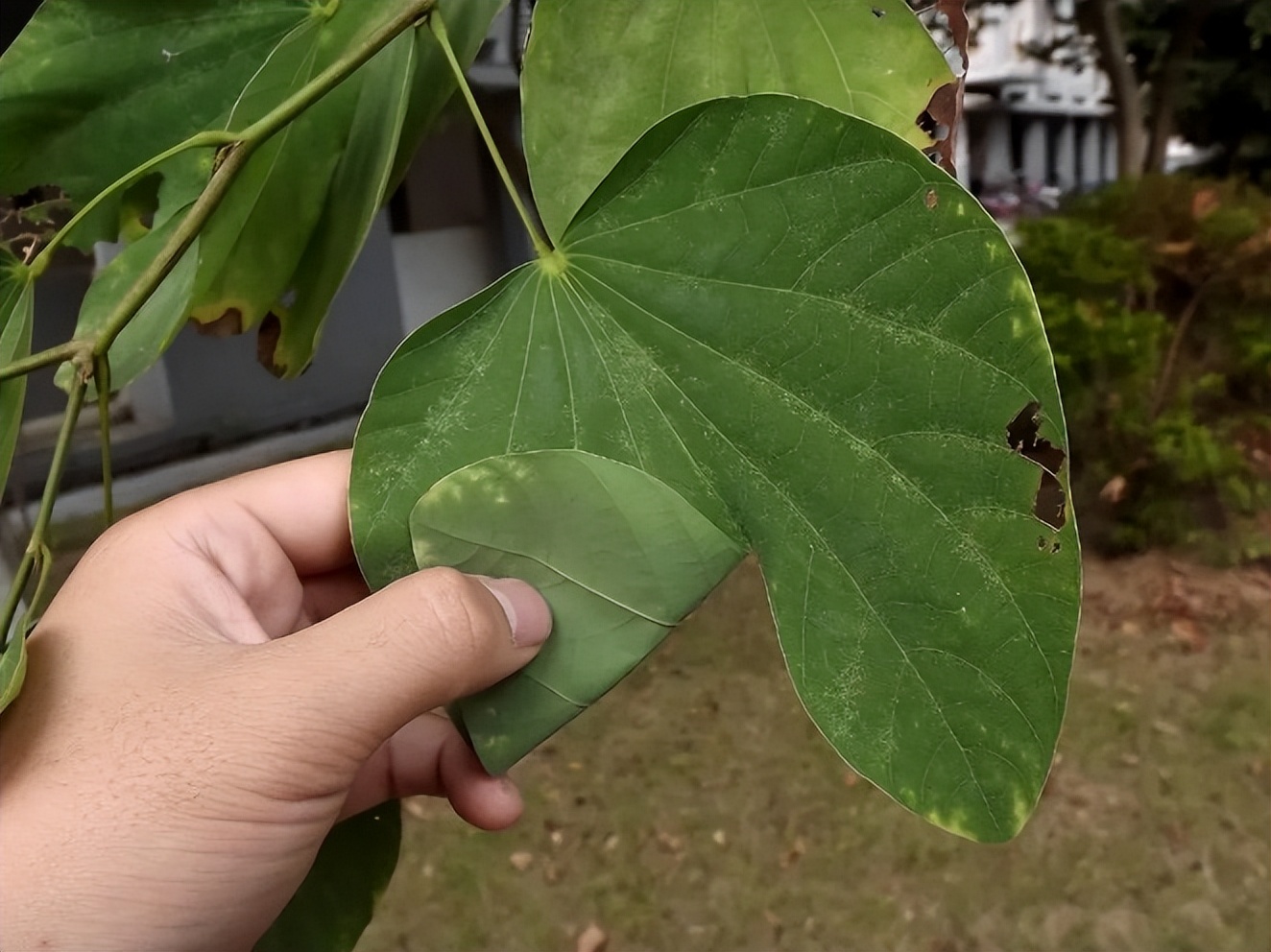 南方人爱不够的紫荆花，北方人懵了：“这哪儿是紫荆花啊？”