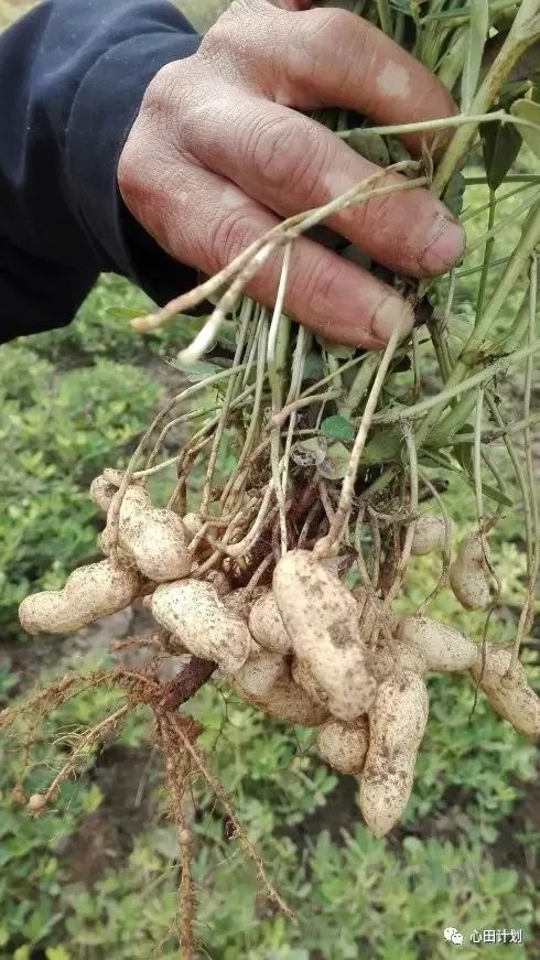 山东滨州“蛙声小镇”创始人闫洪明：用科技升维有机农业