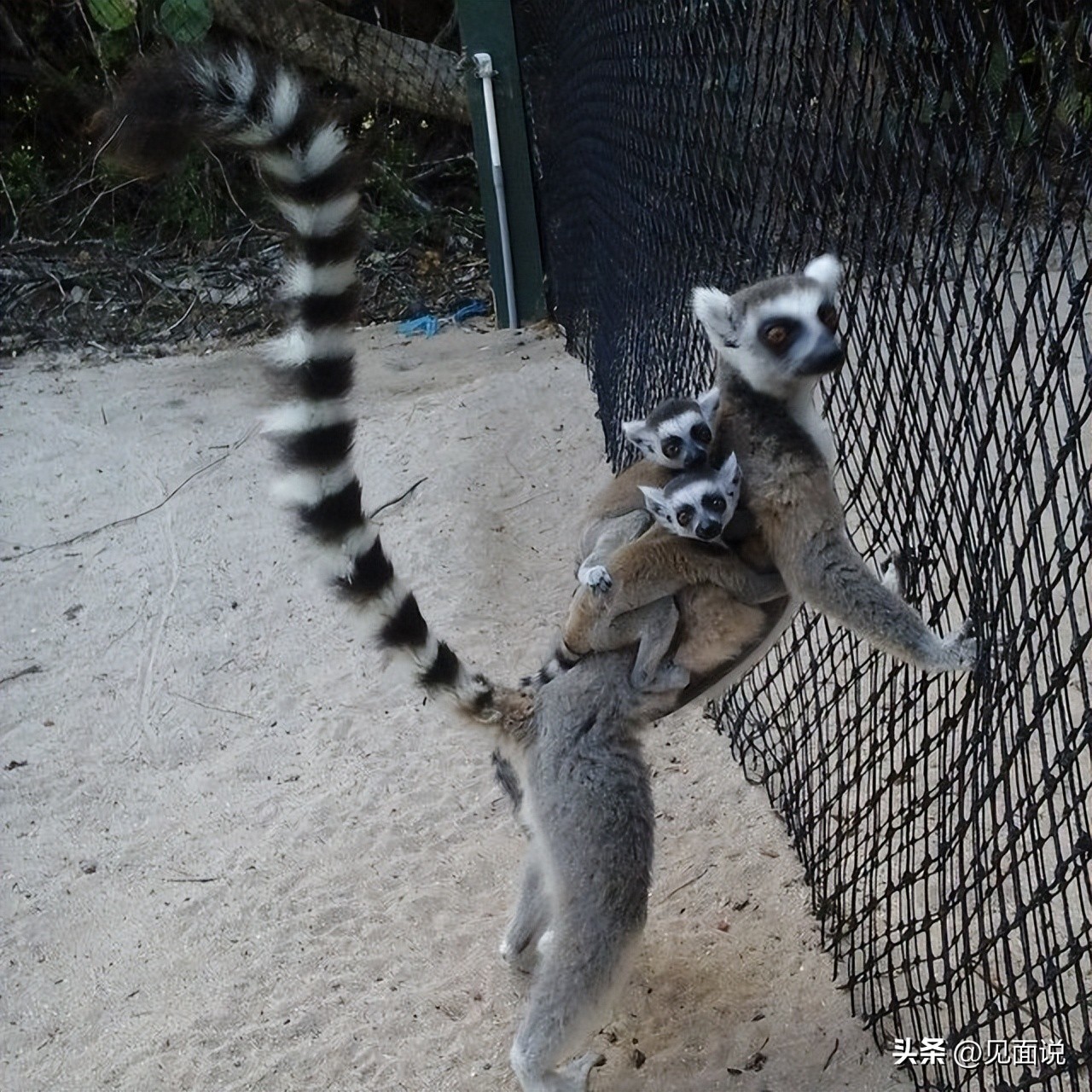 蓝洞潜水全过程,潜水员第一视角海底宝藏