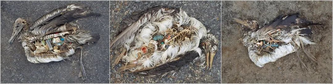 这个“垃圾大国”，真是让我开眼了