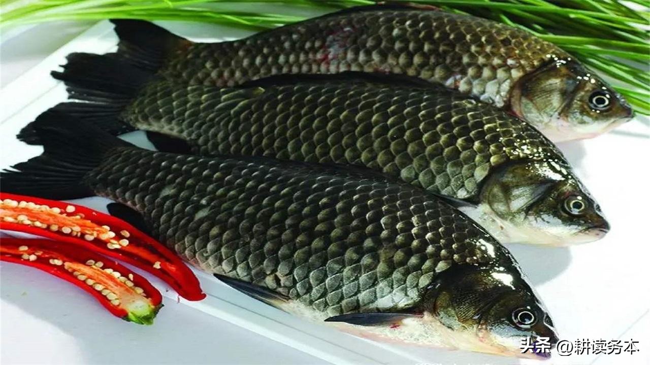 日本假鲫鱼怎么钓,日本假鲫鱼钓法