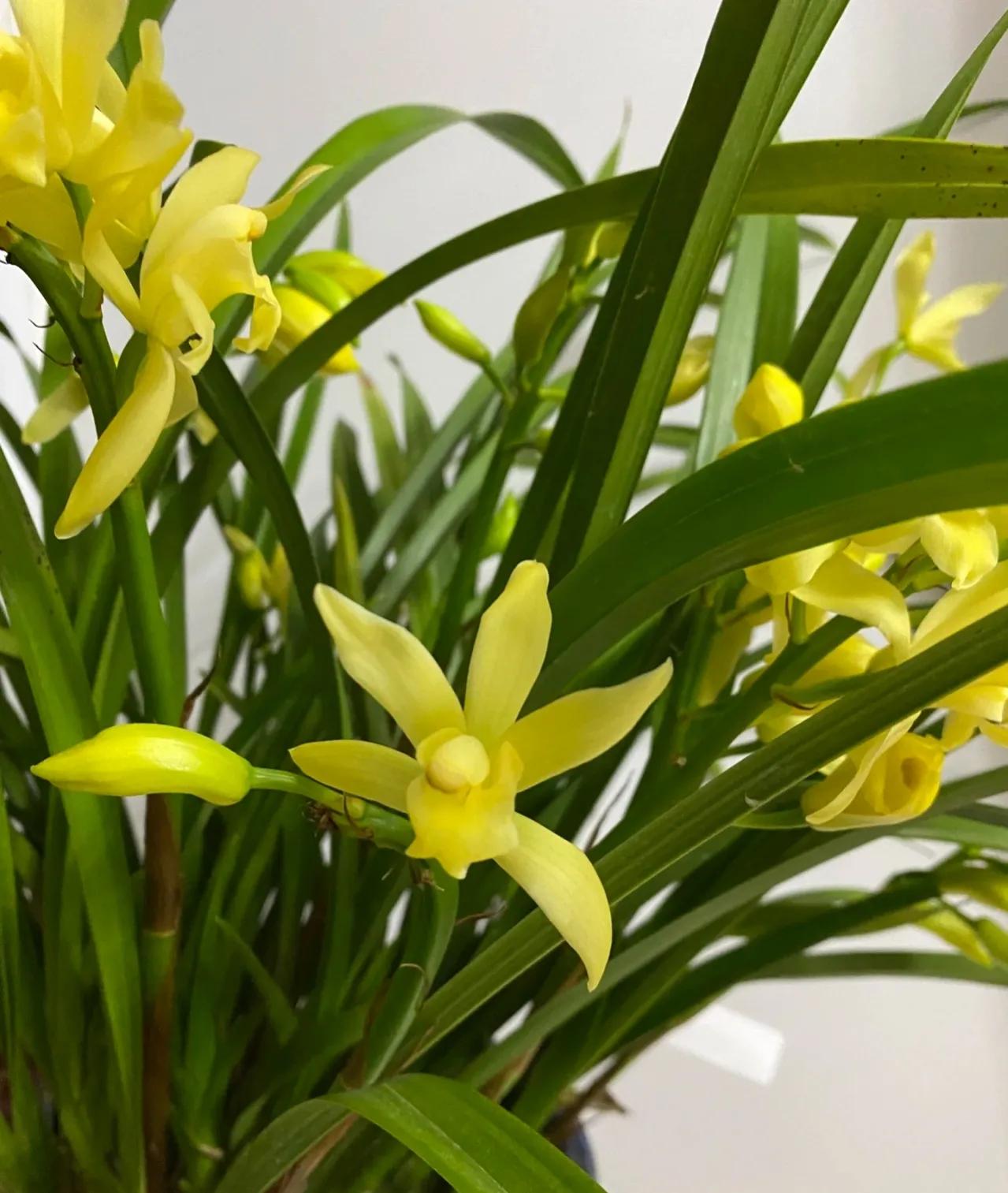 俗语“屋里有三花，非富即贵家”，说的是什么花？看你家有没有？