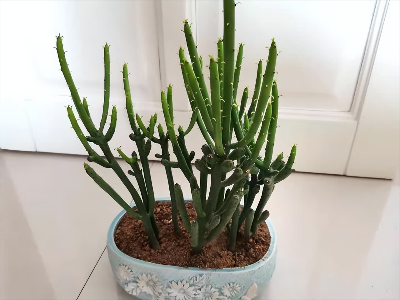 3类花,“白送”都别要,明白人都往外扔,可别再往家带了