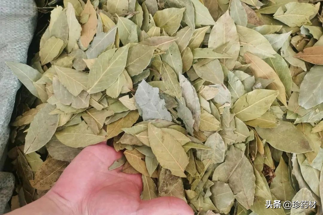 中药材牛大力目前收购价,8月4日药材市场行情