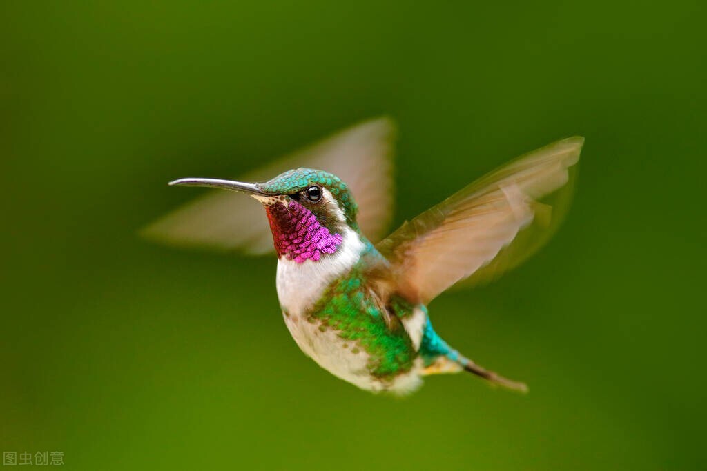 最美罕见的小鸟,全世界最罕见的小鸟