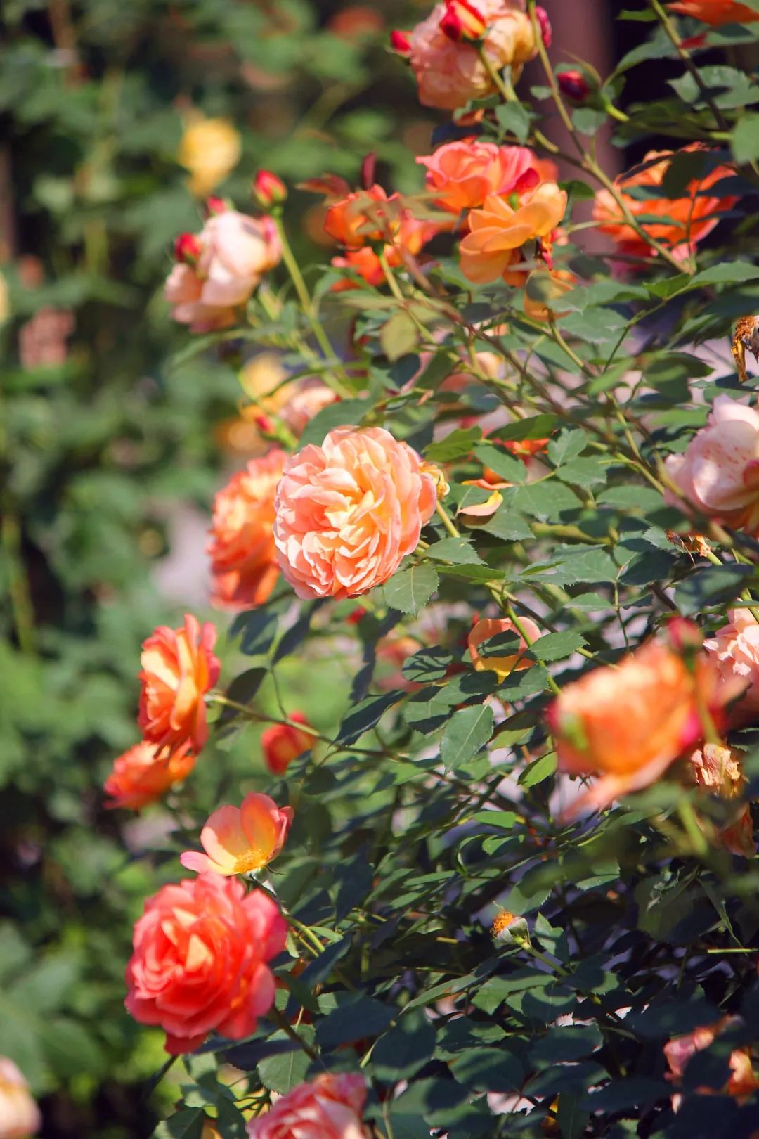 大寨玫瑰花海迷宫,花海迷宫大寨
