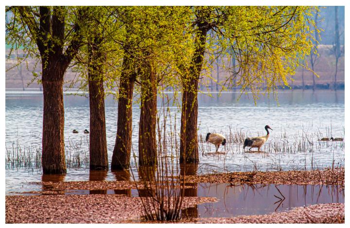 周崇光介绍,周崇光图文