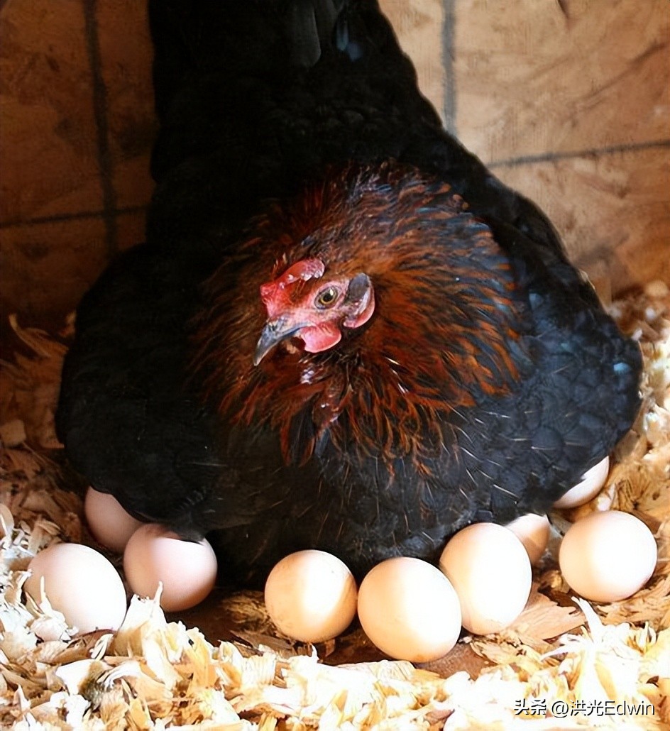 母鸡的蛋天天被拿走它不会生气吗,鸡蛋被拿走母鸡为什么不生气