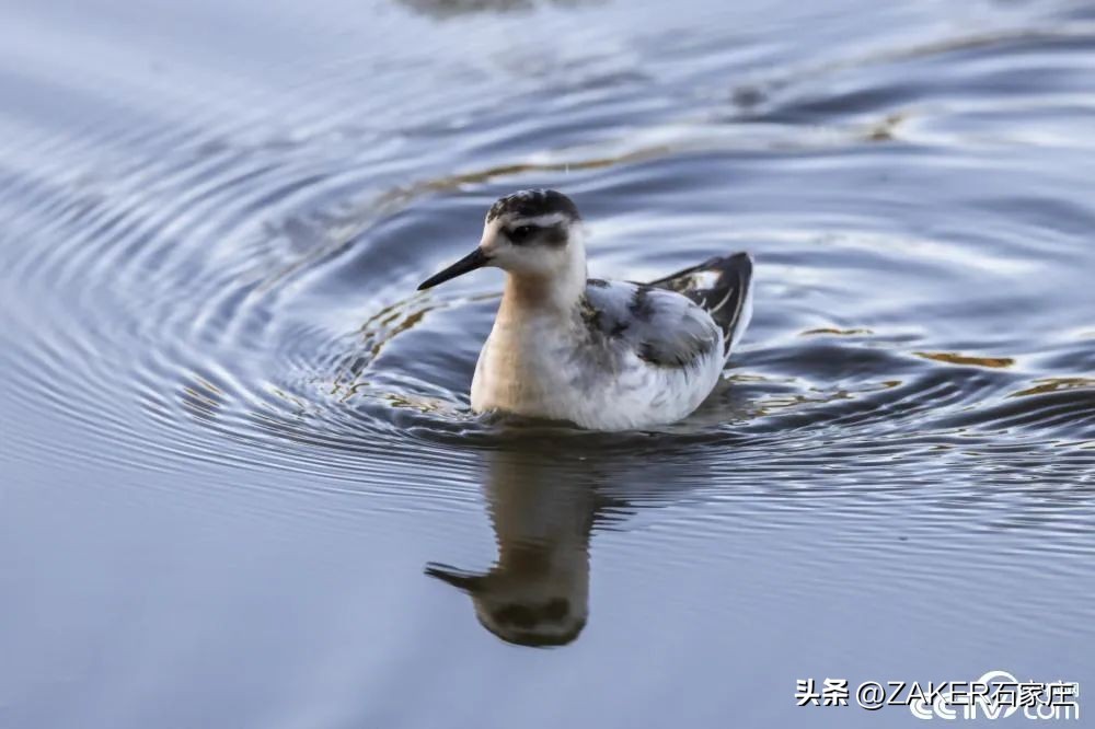 早新闻11.9|城乡居民医保缴费指南来了!中欧班列再添新线路;河北将新增一家国家级旅游度假区