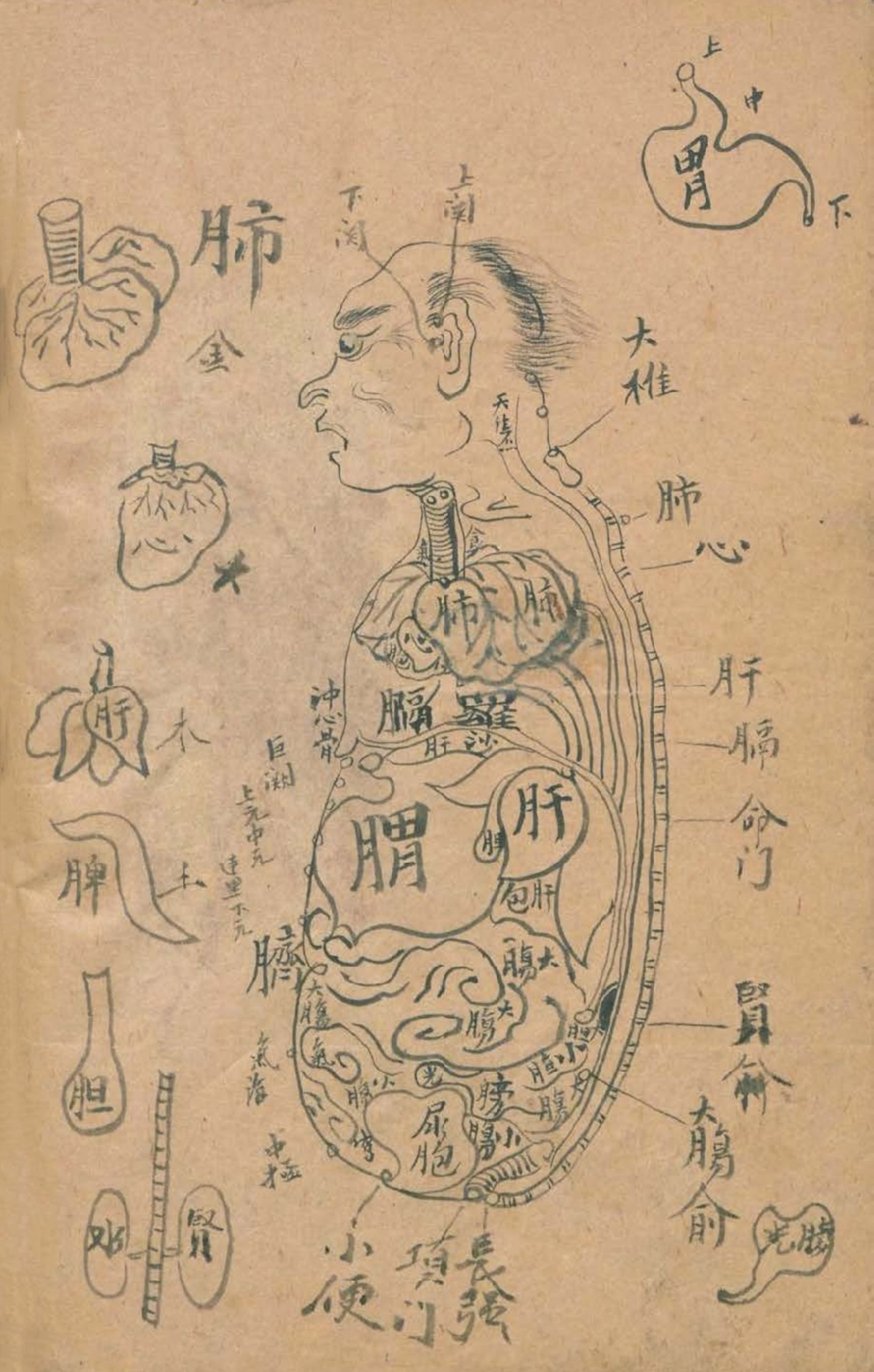 放痧疗法视频,放痧的最佳方法