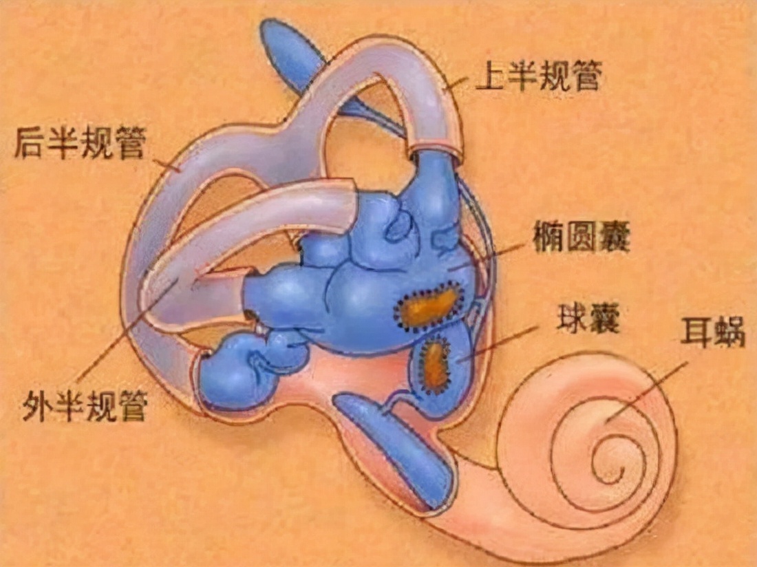 什么叫做本体感,本体感觉训练目的