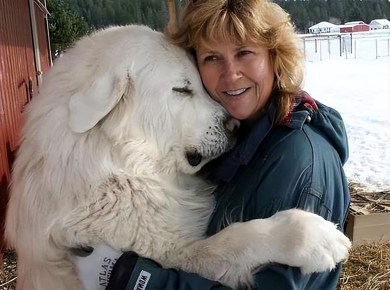 为什么很多人不喜欢养母狗,很多人喜欢养公狗还是母狗