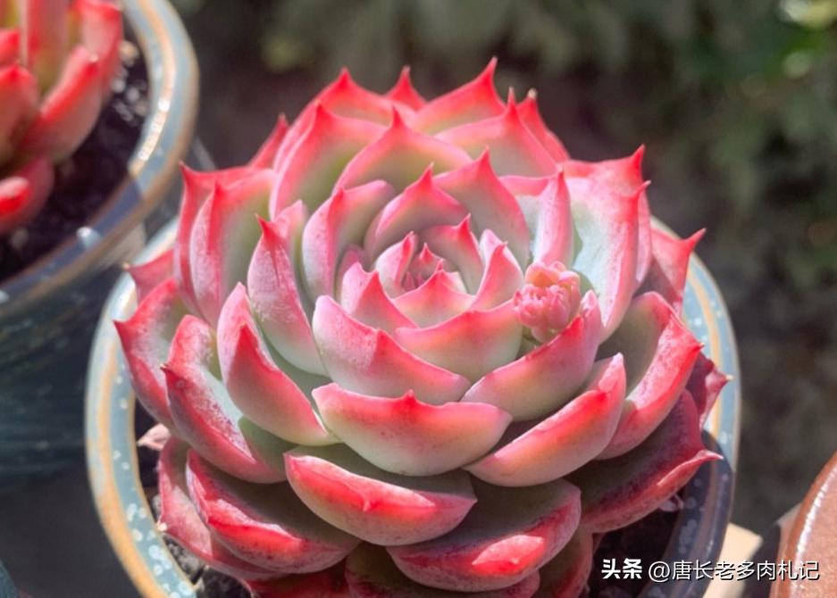 多肉侧影和水晶玫瑰是一样的吗,一种特别好养能度夏天的多肉