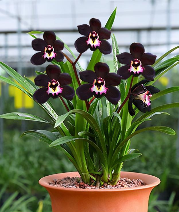 十种最值得买的兰花,什么样的兰花最好最有欣赏价值