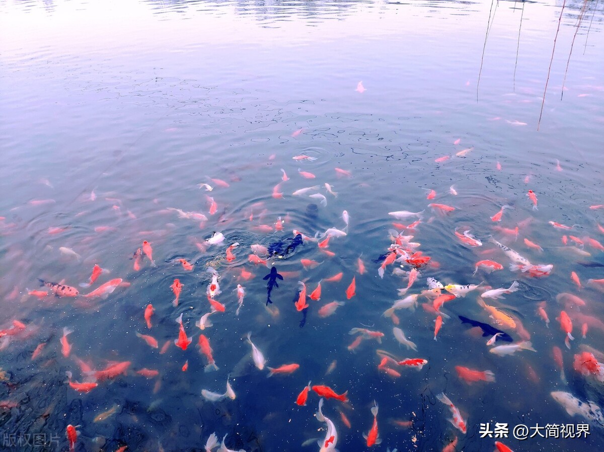 济南的冬天句子赏析,济南的冬天是谁写的