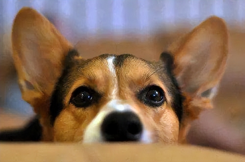 狗狗16型人格测试,狗狗的心理世界了解一下