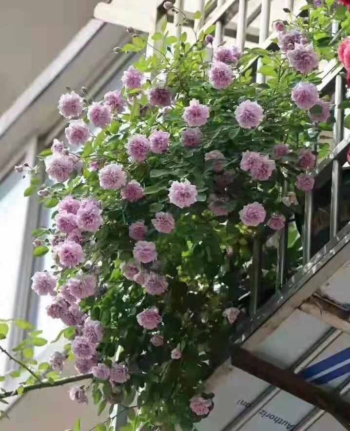 蓝色阴雨藤本月季能长多高,阳台蓝色阴雨怎么养成花瀑布