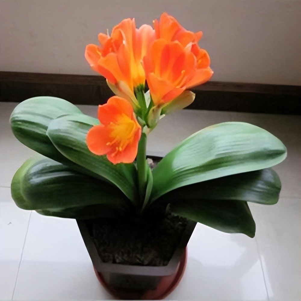 目前的君子兰怎样护养,怎么样能把君子兰养好