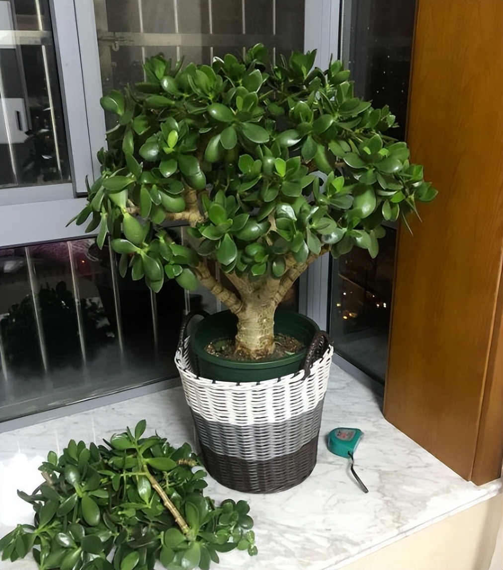 玉树修剪什么造型好看,玉树修剪造型详解