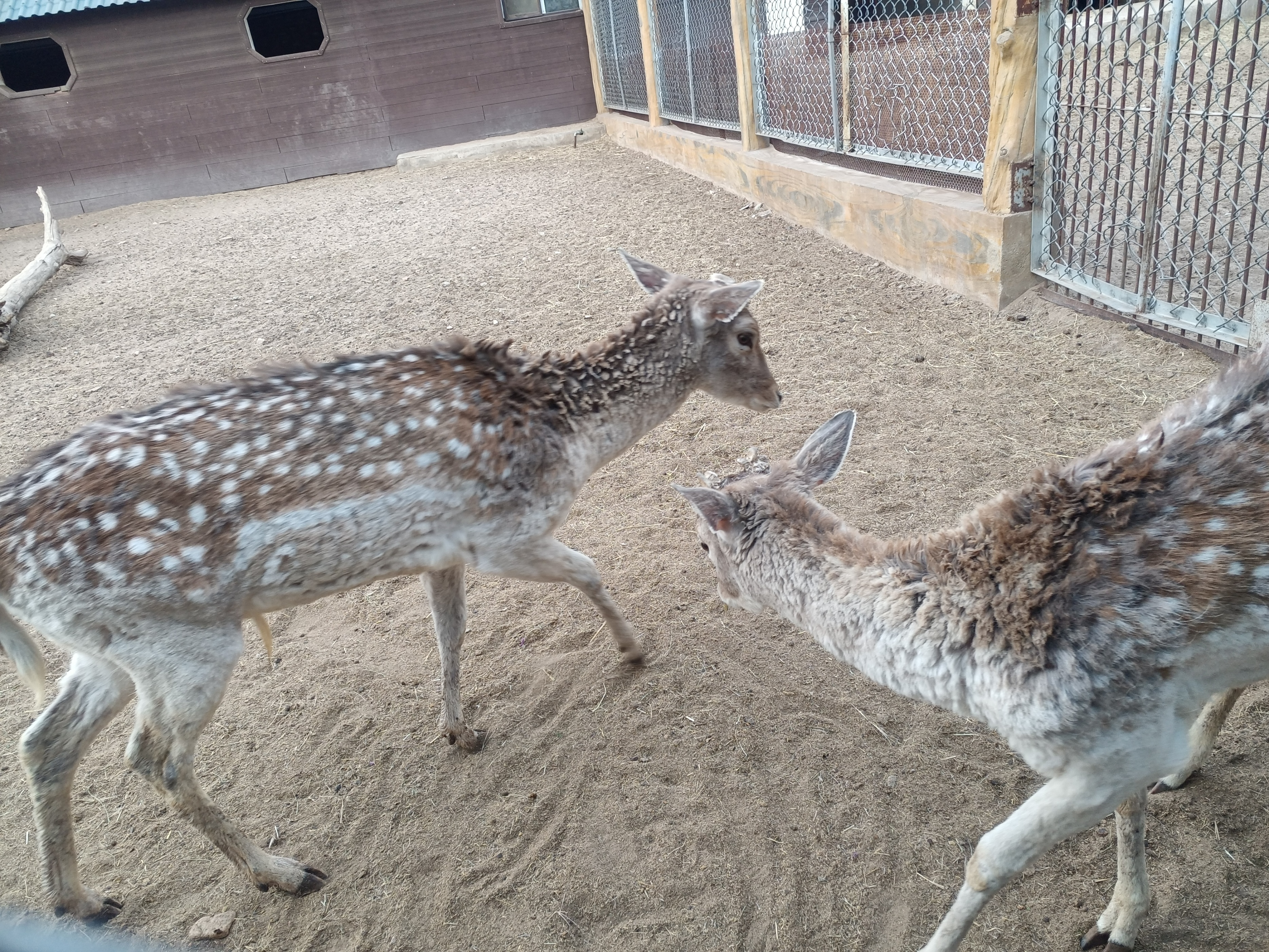 包头市动物园在哪里,包头劳动公园动物园