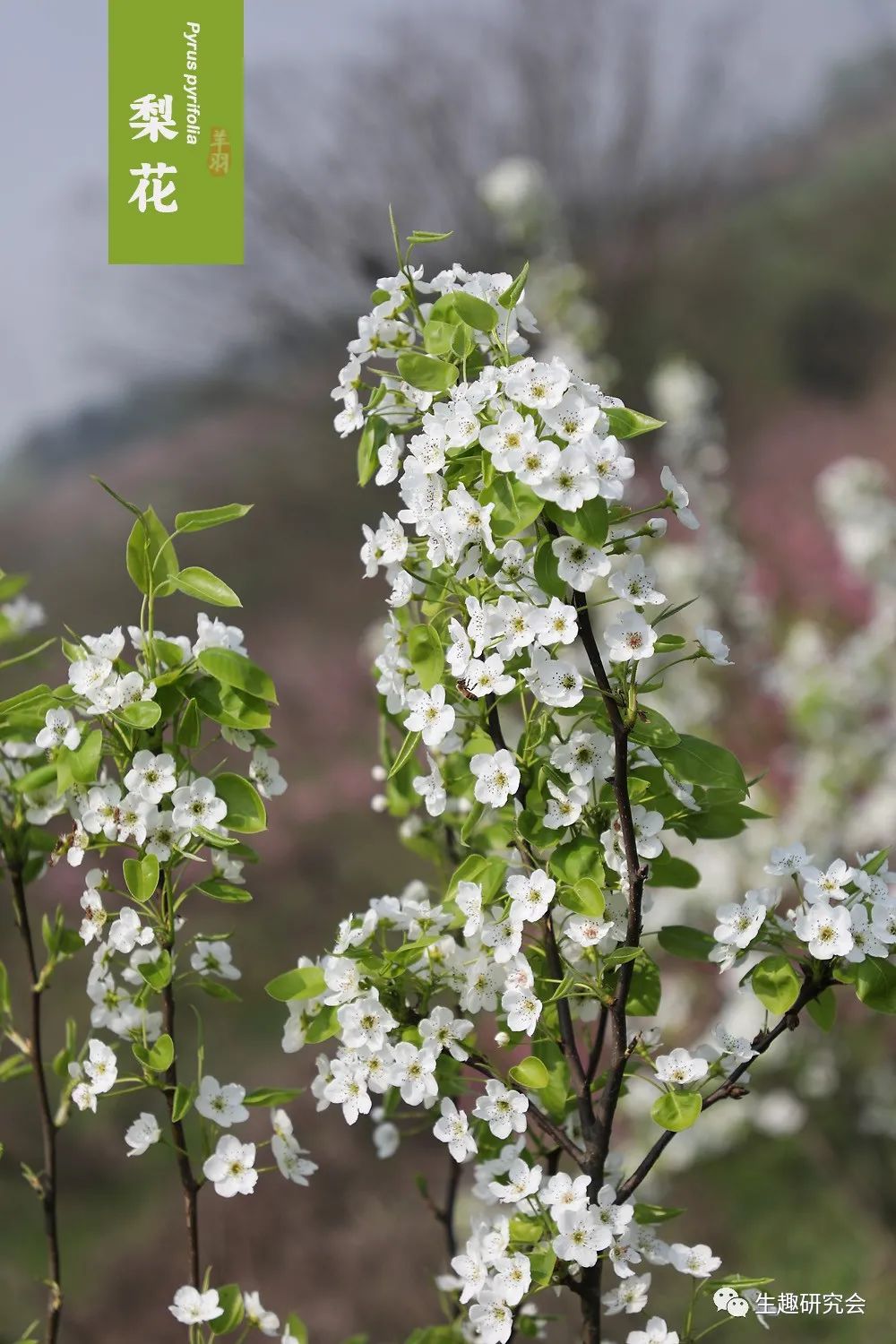 九种春花辨别,常见春花极简识别法