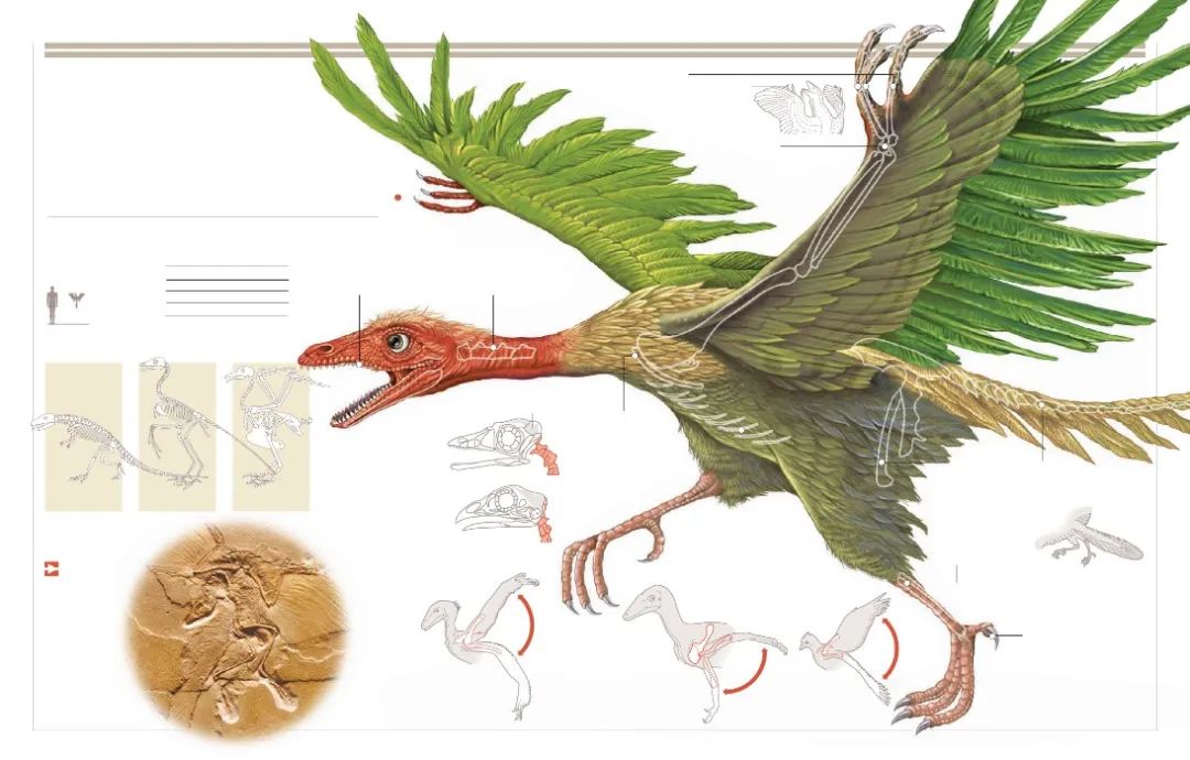 始祖鸟谣言,始祖鸟你不知道的用法
