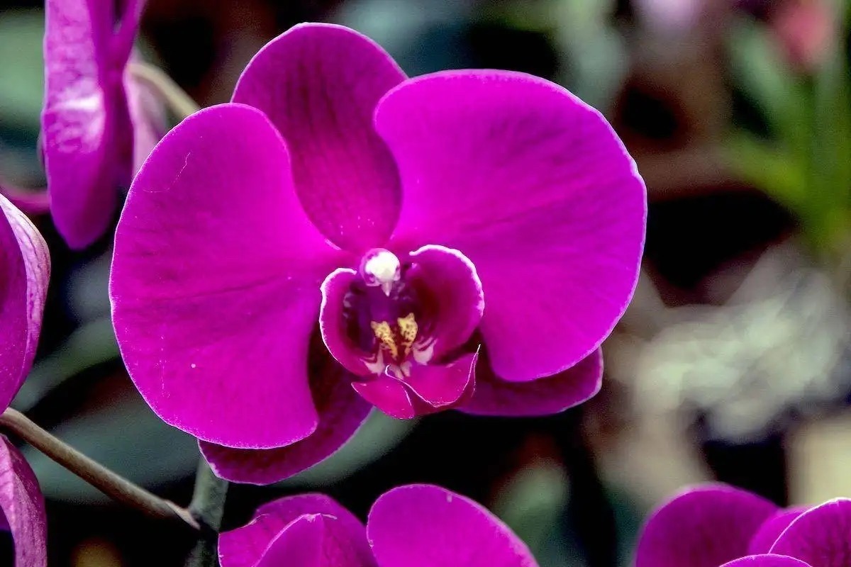 新手养蝴蝶兰技巧,新手养蝴蝶兰怎么养