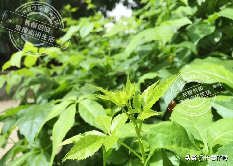 东北第一山珍刺老芽堪比海参,刺老芽刺五加山货