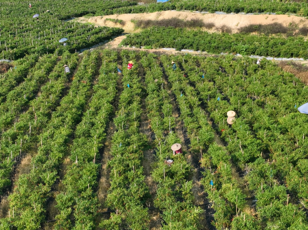 肇庆土特产农产品,肇庆最好的农业产业