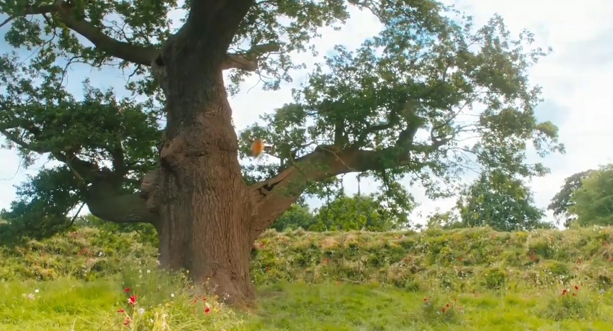 秘密花园环境优美,秘密花园英国的新生活