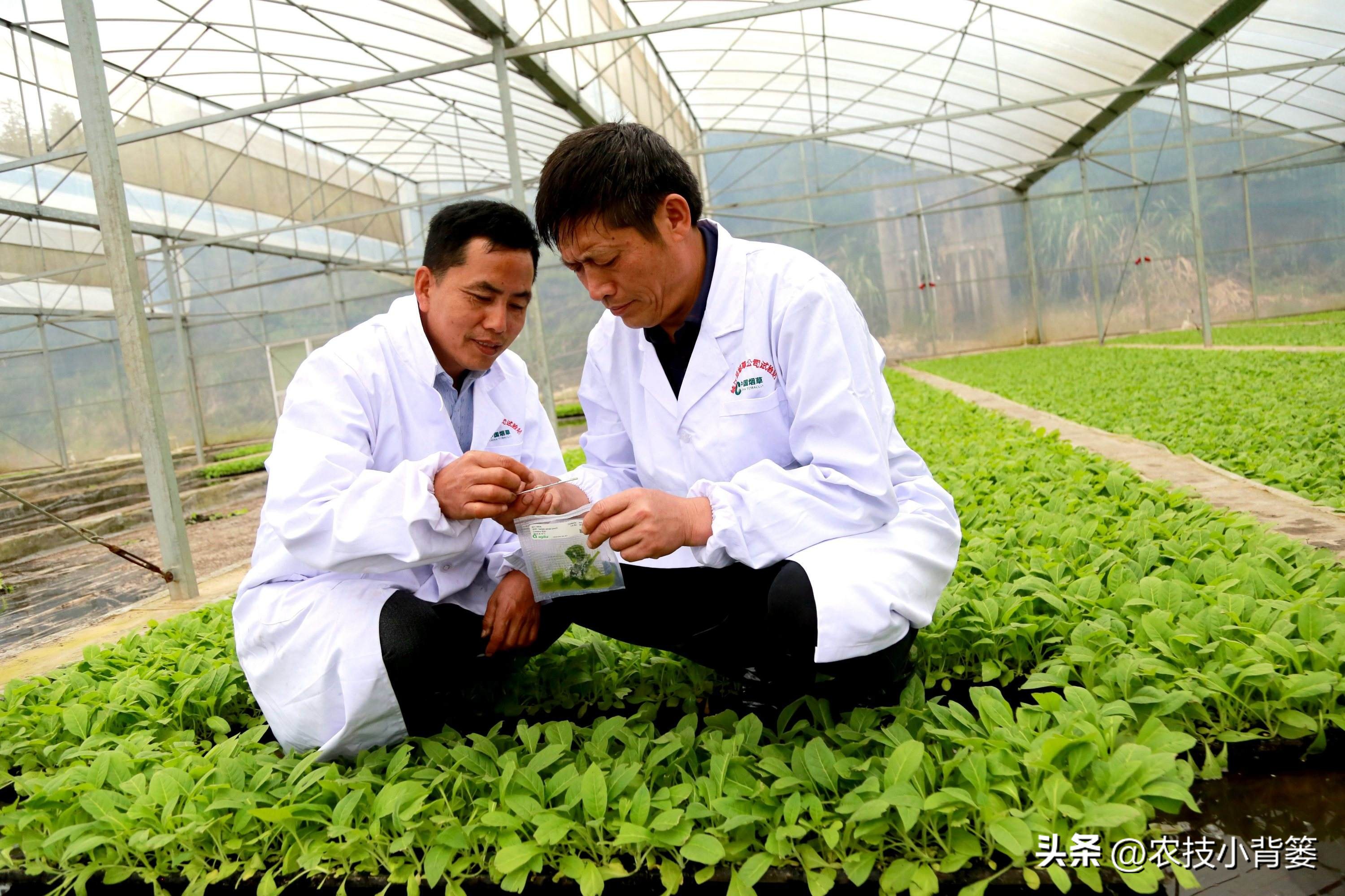 一招教你辨别真菌性病害,作物细菌真菌病毒轻松辨别