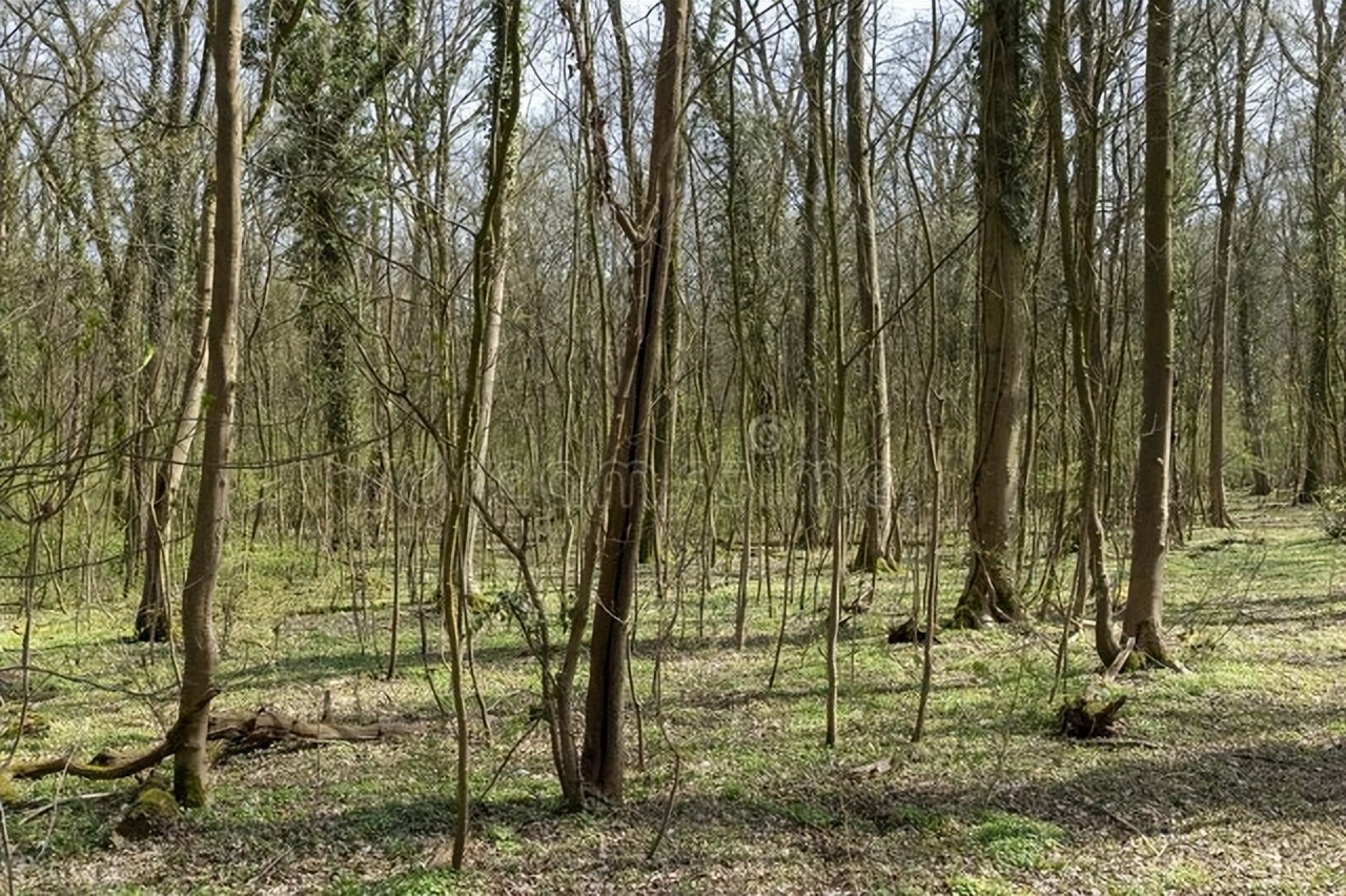 德国国家游，科普文化知识