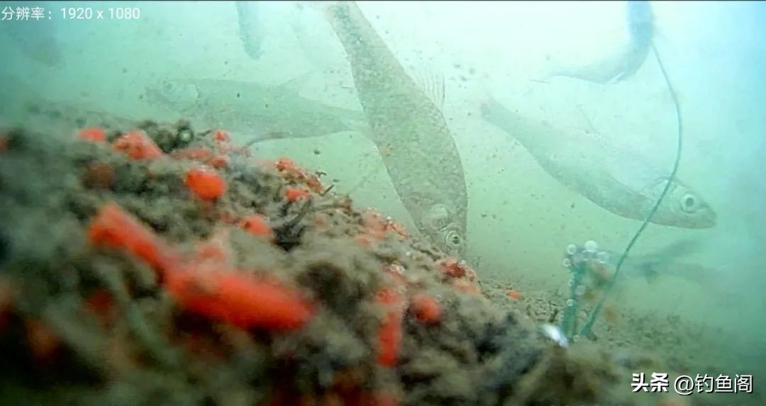 饵越小越容易上鱼,野钓饵料香味浓郁钓大鱼免拌饵