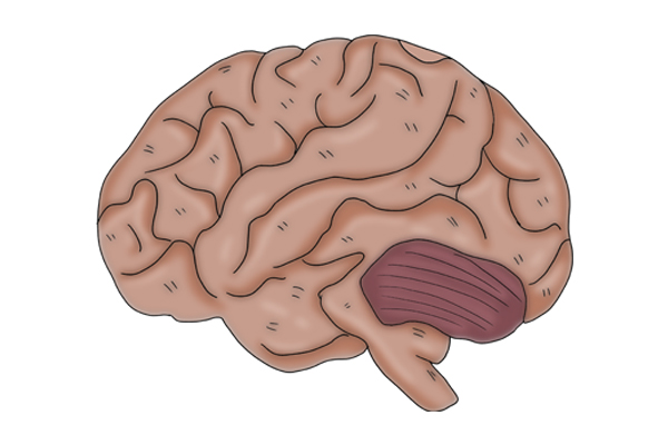 为什么会长智齿因为大牙没有换吗,智齿一定要拔吗多大年龄才长智齿