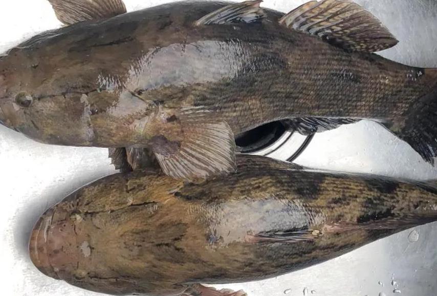 80亩水塘养鱼一年能挣多少钱,老汉养鱼年入千万