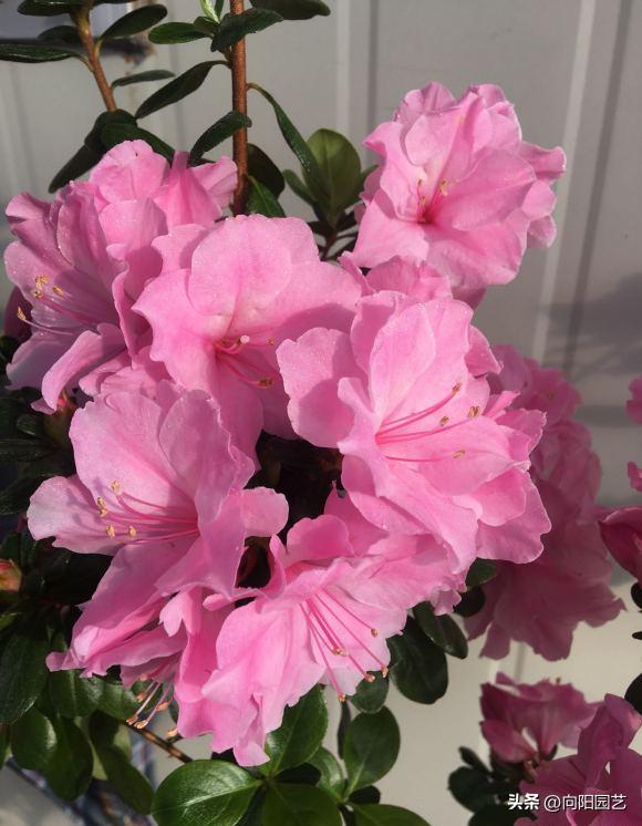 杜鹃花爆盆冬季怎么养好,杜鹃花养殖方法用肥和浇水