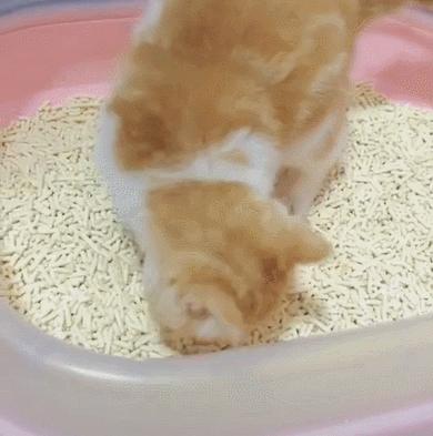 猫什么特征代表养得好,报恩猫是什么样