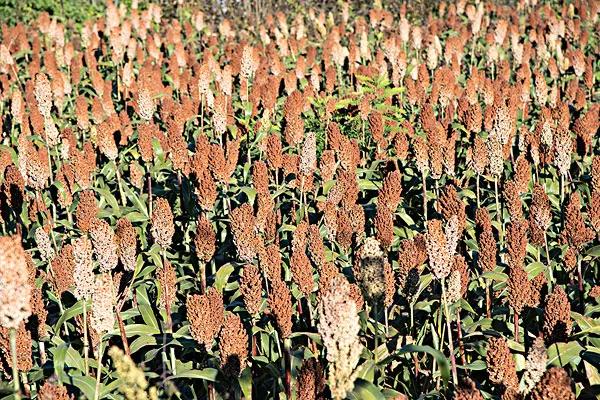 高粱种子图片大全,大片高粱成熟图片