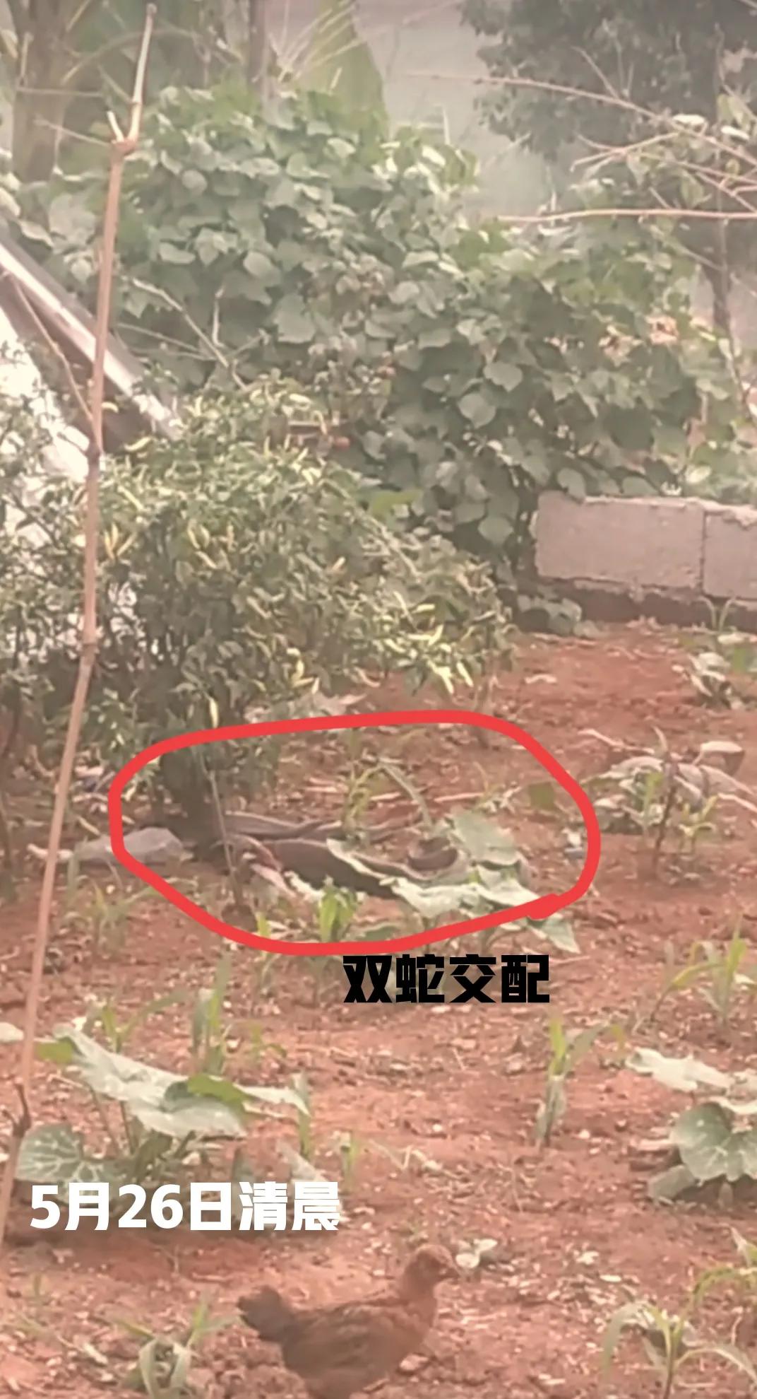 今天清晨看到双蛇交配，爷爷说会倒霉运，是真的假的？
