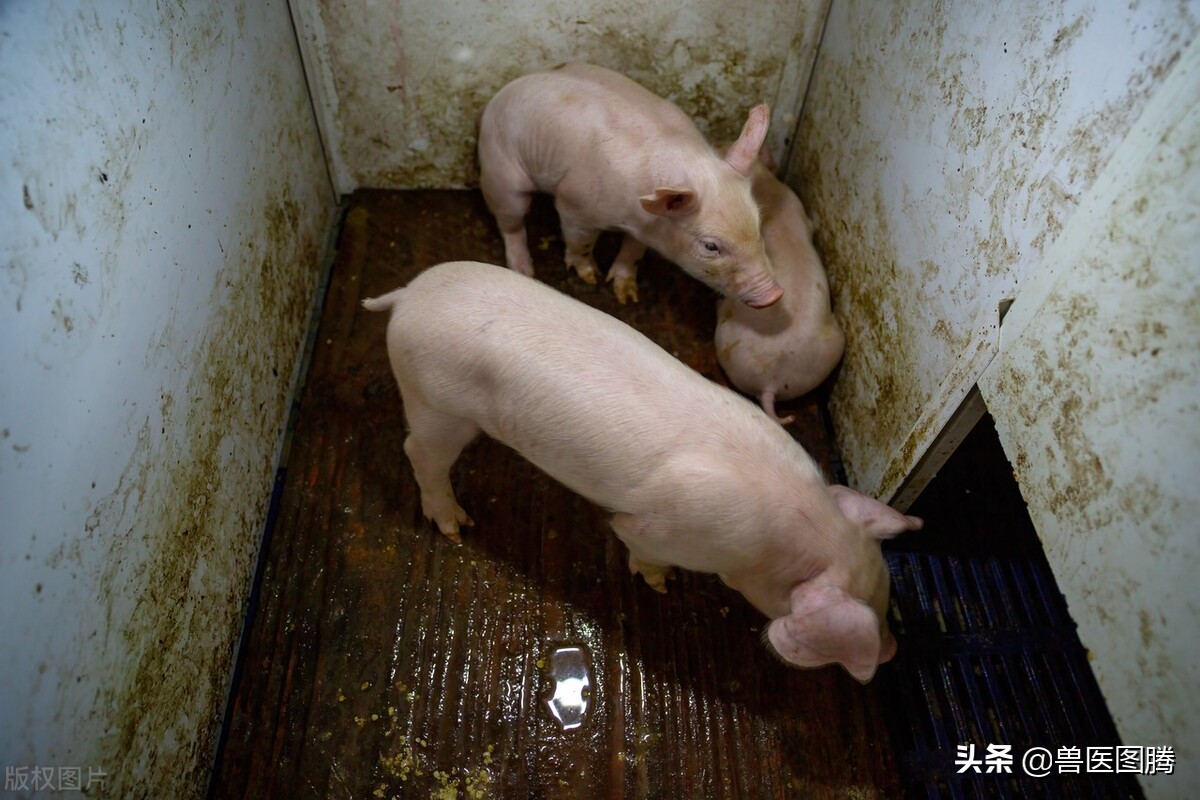 猪生病了一定要做到这5个方面,猪生病怎么治疗效果好