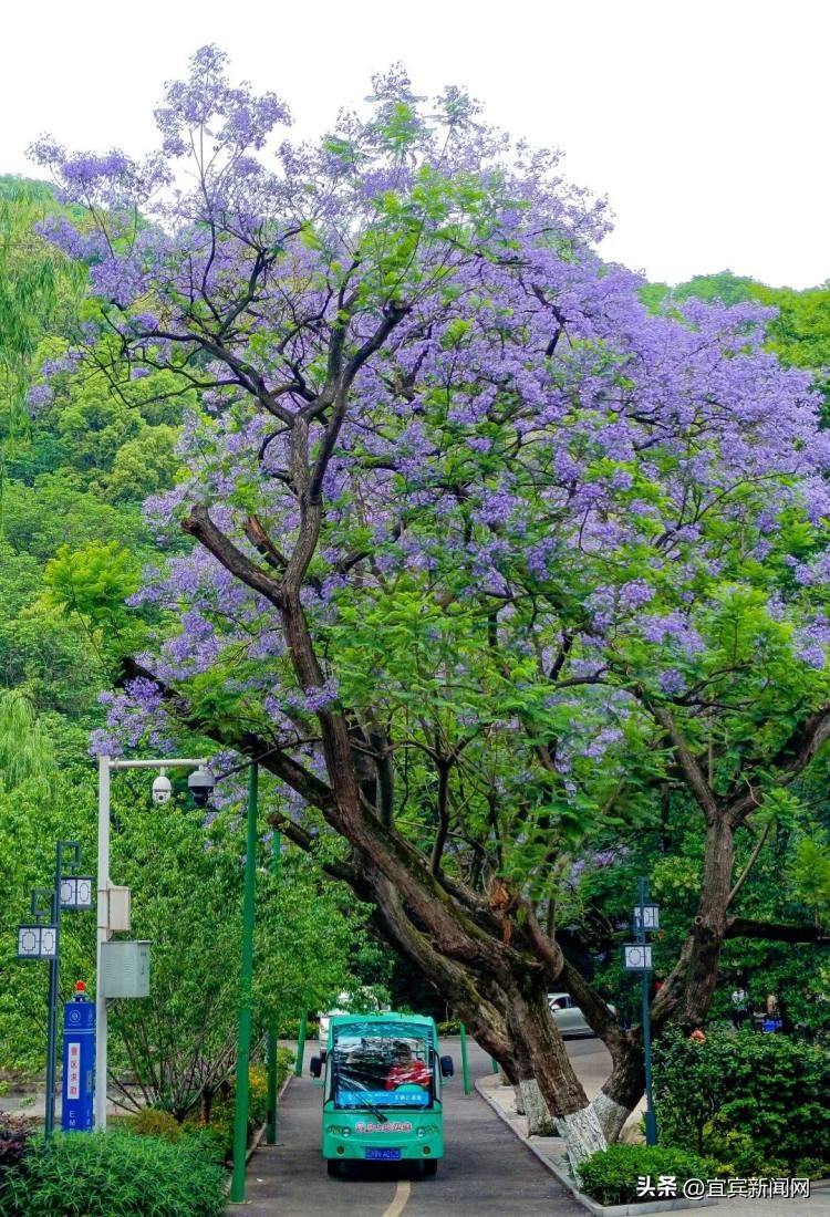 泸州蓝花楹打卡地,蓝花楹打卡点照片