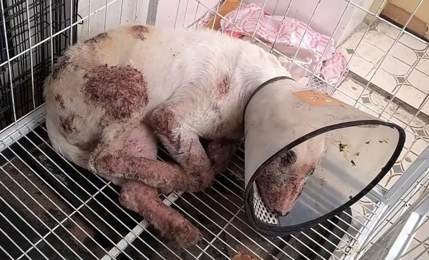 牛头梗以前的样子,牛头梗早期样子