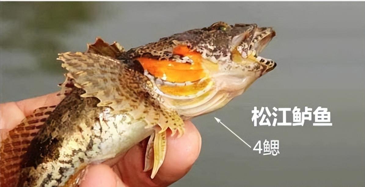 火了1700多年的“江南第一名鱼”，听说连英国女王都没有口福尝到