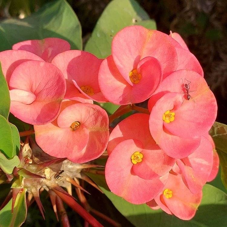 虎刺梅的养护技巧,虎刺梅如何养护花开鲜艳