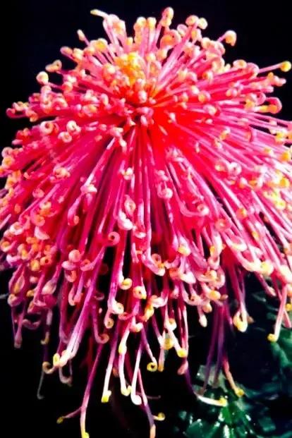 紫菊花的花语是啥,菊花的花语是什么