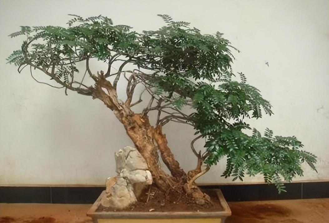 哪些植物对猫咪无毒又能吸附甲醛,装修房子吸甲醛最好的是什么植物