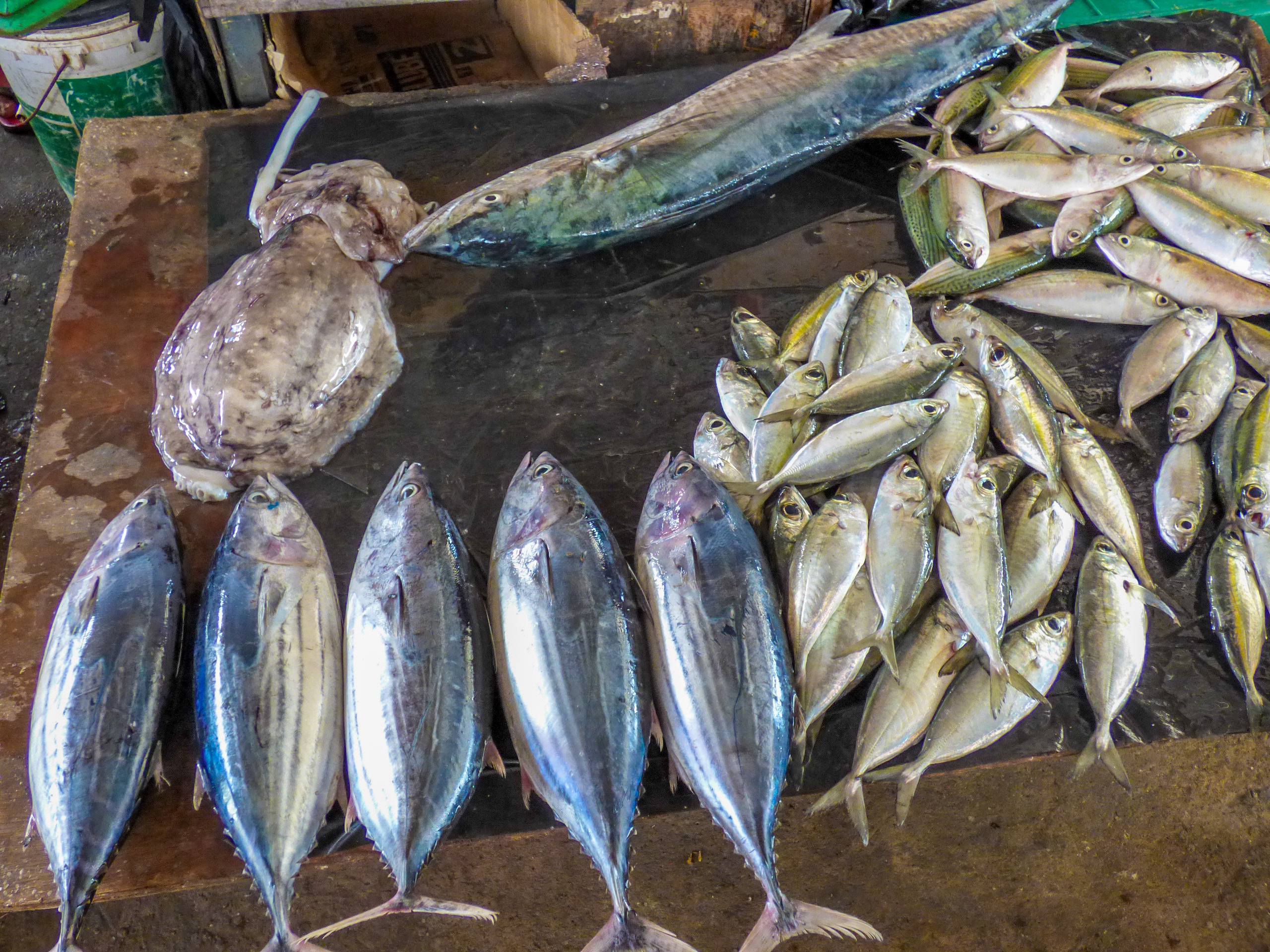 马来西亚仙本那海底,潜水马来西亚仙本那