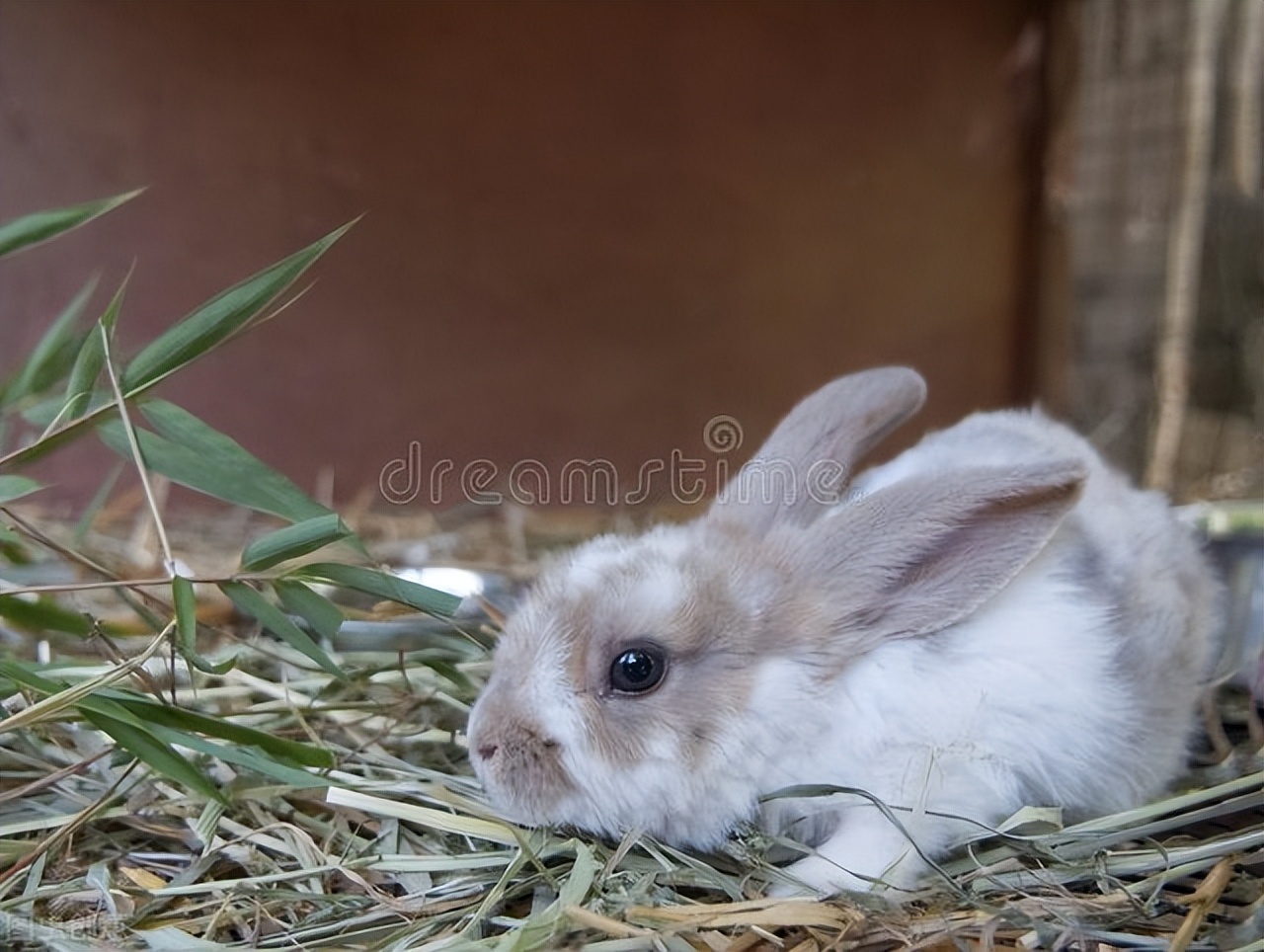 兔子眼角流泪掉毛怎么办,兔子眼睛周围红肿掉毛